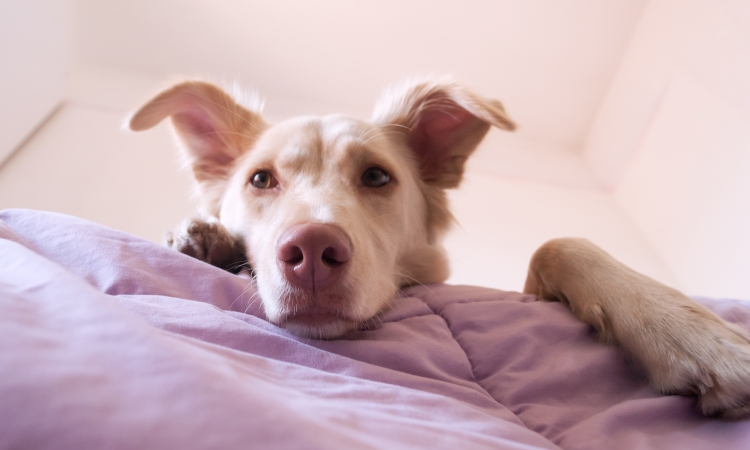 L’anemia emolitica del cane e del gatto.